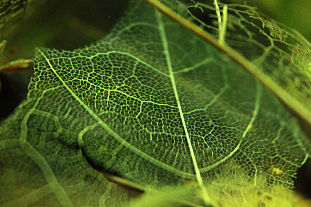 Nano (réserve naturelle) Feuille02