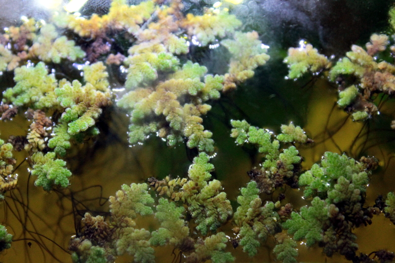 Sans sel, mais pas sans saveur .. Azolla01