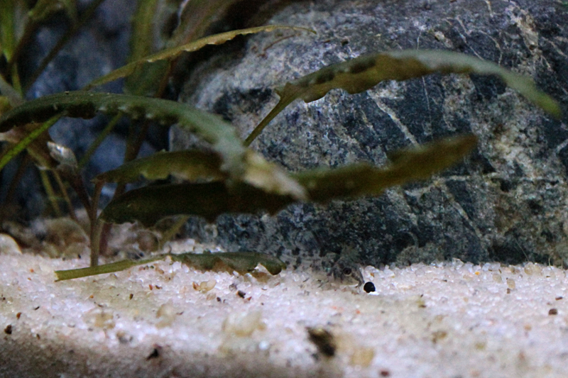 L'aquariophilie: une bonne thérapie BBCory06