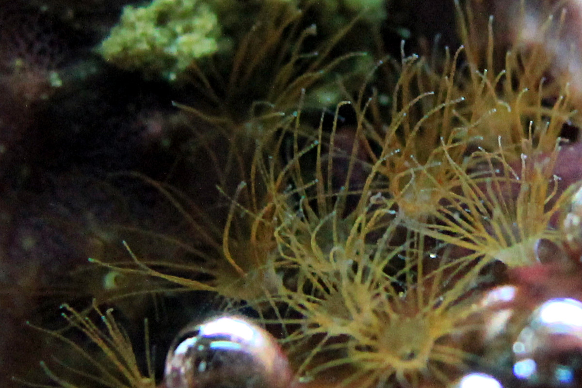 Stomias - Bac V1 (07/11/2015) - Page 14 Anemonecolo