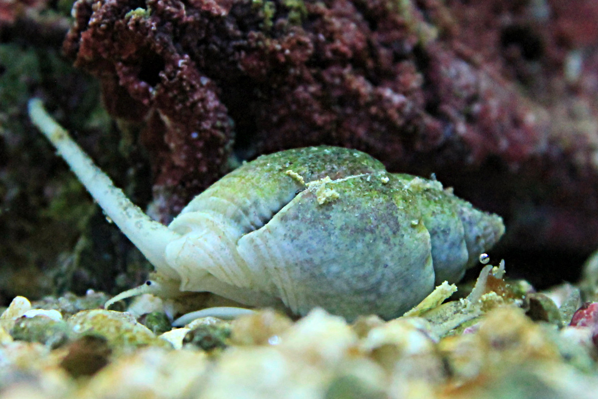 Méthode JAUBERT dans un 60L, je débute... Coronatus
